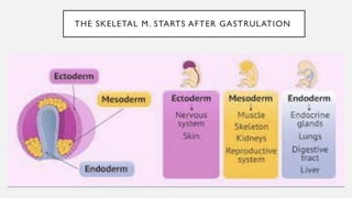 skeletal muscle development of fetus embryonic growth | PPTX