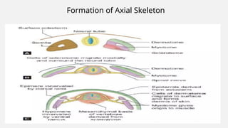 skeletal muscle development of fetus embryonic growth | PPTX