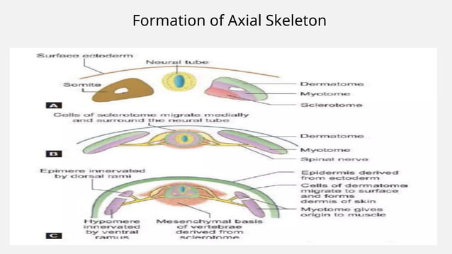 skeletal muscle development of fetus embryonic growth | PPTX