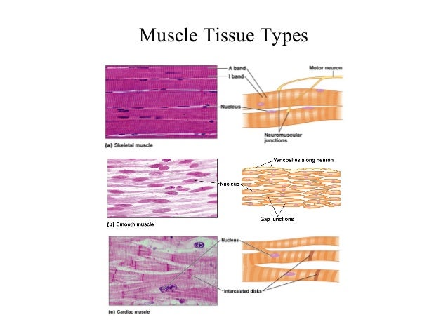 Skeletal muscle