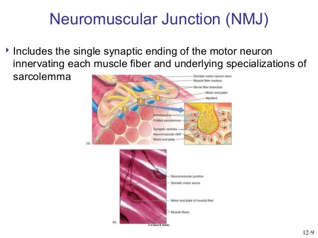 General Physiology - Skeletal muscles