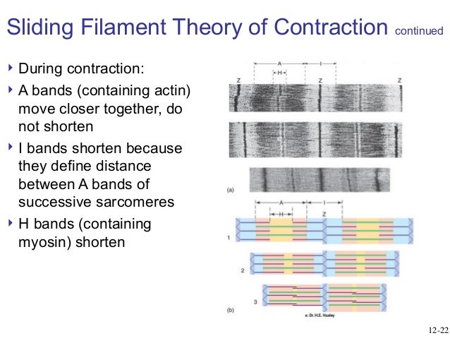 general physiology skeletal muscles skeletal muscle contraction