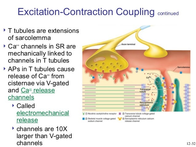 general physiology skeletal muscles skeletal muscle contraction