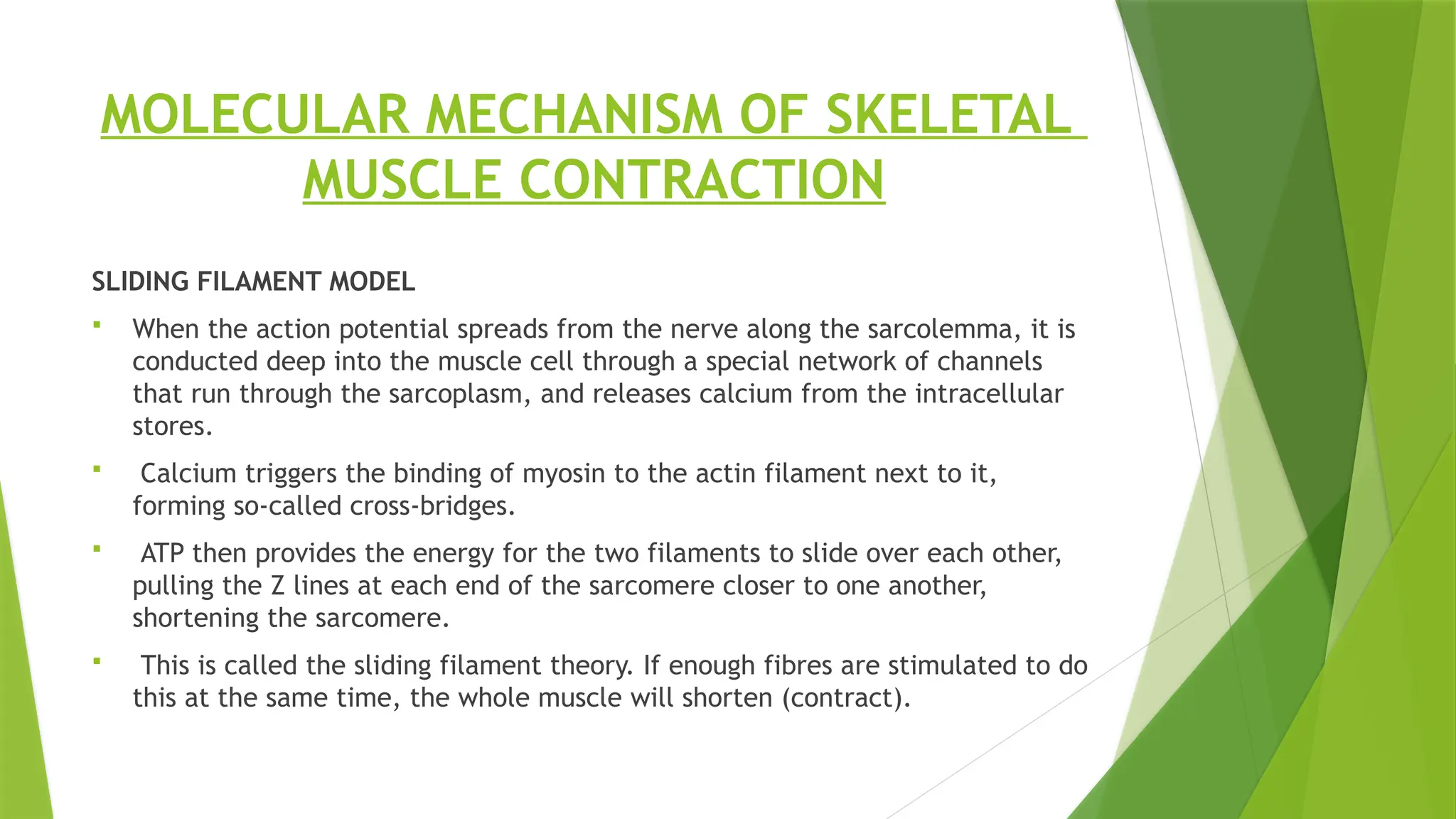 SKELETAL MUSCLE CONTRACTION GUYTON ppt skeletal muscle | PPTX
