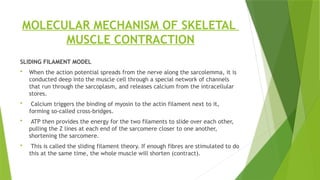 SKELETAL MUSCLE CONTRACTION GUYTON ppt skeletal muscle | PPTX