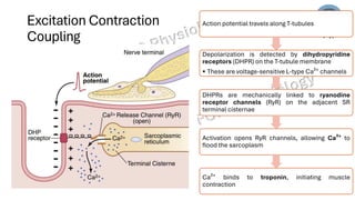 Skeletal Muscle excitation and contraction | PDF