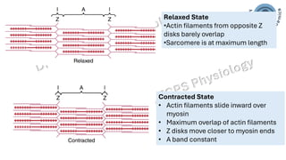 Skeletal Muscle excitation and contraction | PDF