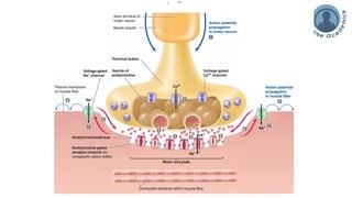 Skeletal Muscle excitation and contraction | PDF