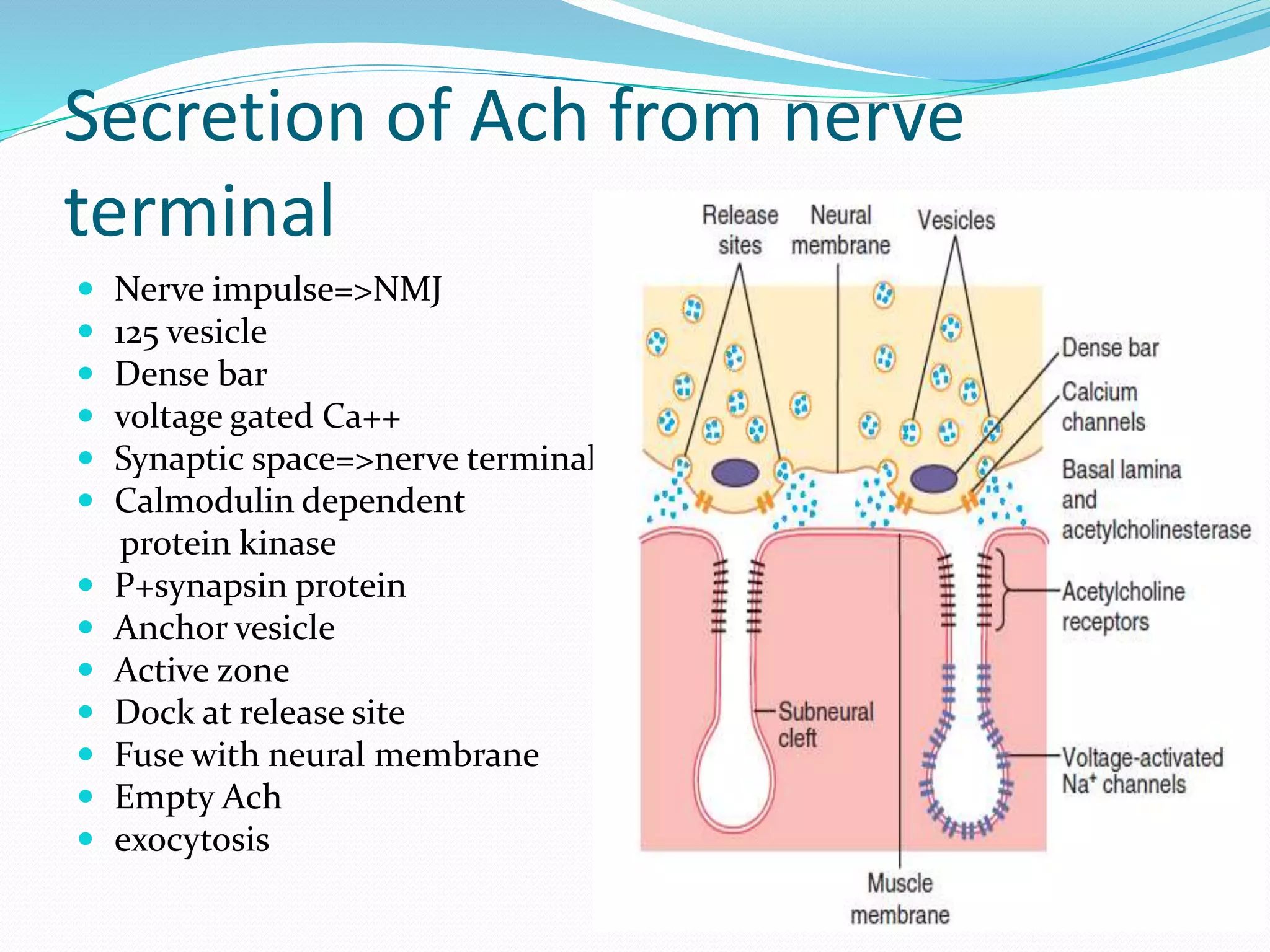 Skeletal muscle excitation by dr mumtaz ali | PPTX