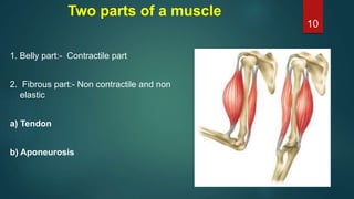 Two parts of a muscle
1. Belly part:- Contractile part
2. Fibrous part:- Non contractile and non
elastic
a) Tendon
b) Aponeurosis
10
 