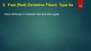 2. Fast (Red) Oxidative Fibers Type IIa
Have attributes in between fast and slow types
13
 