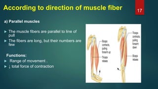 According to direction of muscle fiber
a) Parallel muscles
 The muscle fibers are parallel to line of
pull
 The fibers are long, but their numbers are
few
Functions:
 Range of movement .
 ↓ total force of contraction
17
 