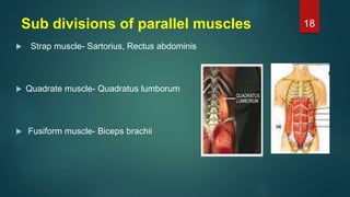 Sub divisions of parallel muscles
 Strap muscle- Sartorius, Rectus abdominis
 Quadrate muscle- Quadratus lumborum
 Fusiform muscle- Biceps brachii
18
 