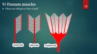 b) Pennate muscles
 Fibers are oblique to line of pull
19
 