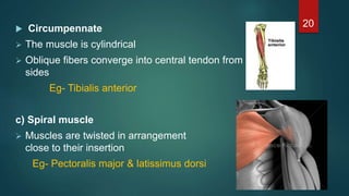  Circumpennate
 The muscle is cylindrical
 Oblique fibers converge into central tendon from all
sides
Eg- Tibialis anterior
c) Spiral muscle
 Muscles are twisted in arrangement
close to their insertion
Eg- Pectoralis major & latissimus dorsi
20
 