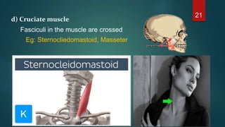 d) Cruciate muscle
Fasciculi in the muscle are crossed
Eg: Sternocliedomastoid, Masseter
21
 
