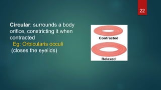 22
Circular: surrounds a body
orifice, constricting it when
contracted
Eg: Orbicularis occuli
(closes the eyelids)
 