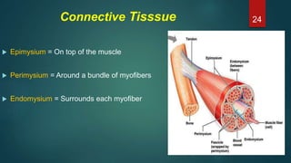 Connective Tisssue
 Epimysium = On top of the muscle
 Perimysium = Around a bundle of myofibers
 Endomysium = Surrounds each myofiber
24
 