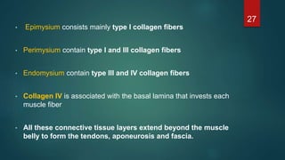 • Epimysium consists mainly type I collagen fibers
• Perimysium contain type I and III collagen fibers
• Endomysium contain type III and IV collagen fibers
• Collagen IV is associated with the basal lamina that invests each
muscle fiber
• All these connective tissue layers extend beyond the muscle
belly to form the tendons, aponeurosis and fascia.
27
 