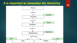 Fascicles
Myofibrils
Myofilaments
Actin Myosin
It is important to remember the Heirarchy
29
 