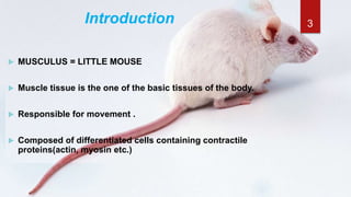 Introduction
 MUSCULUS = LITTLE MOUSE
 Muscle tissue is the one of the basic tissues of the body.
 Responsible for movement .
 Composed of differentiated cells containing contractile
proteins(actin, myosin etc.)
3
 