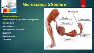 Microscopic Structure
Some vocabulary:
Skeletal muscle cell = fiber or myofiber
Sarcolemma
Sarcoplasm
Sarcoplasmic reticulum
Myofibril
Myofilaments
T-tubules
Muscle
Epimysium
Myofibrils
Sarcomere
Myofilament
Myofibrils
30
 