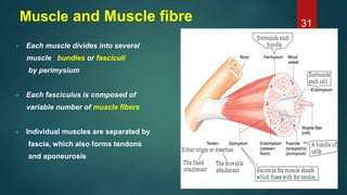 Muscle and Muscle fibre
• Each muscle divides into several
muscle bundles or fasciculi
by perimysium
• Each fasciculus is composed of
variable number of muscle fibers
• Individual muscles are separated by
fascia, which also forms tendons
and aponeurosis
31
 