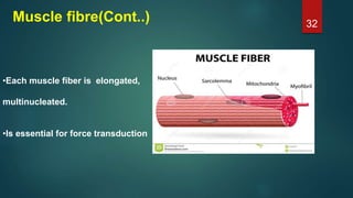 Muscle fibre(Cont..)
•Each muscle fiber is elongated,
multinucleated.
•Is essential for force transduction
32
 