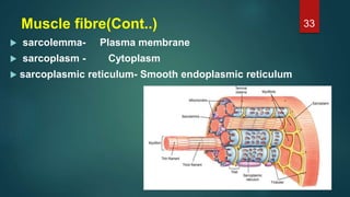 Muscle fibre(Cont..)
 sarcolemma- Plasma membrane
 sarcoplasm - Cytoplasm
 sarcoplasmic reticulum- Smooth endoplasmic reticulum
33
 