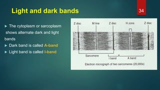 Light and dark bands
 The cytoplasm or sarcoplasm
shows alternate dark and light
bands
 Dark band is called A-band
 Light band is called I-band
34
 