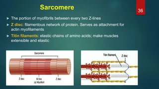 Sarcomere
 The portion of myofibrils between every two Z-lines
 Z disc: filamentous network of protein. Serves as attachment for
actin myofilaments
 Titin filaments: elastic chains of amino acids; make muscles
extensible and elastic
36
 