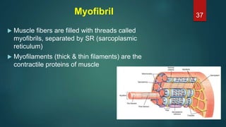 Myofibril
 Muscle fibers are filled with threads called
myofibrils, separated by SR (sarcoplasmic
reticulum)
 Myofilaments (thick & thin filaments) are the
contractile proteins of muscle
37
 