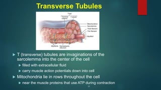 Transverse Tubules
 T (transverse) tubules are invaginations of the
sarcolemma into the center of the cell
 filled with extracellular fluid
 carry muscle action potentials down into cell
 Mitochondria lie in rows throughout the cell
 near the muscle proteins that use ATP during contraction
 
