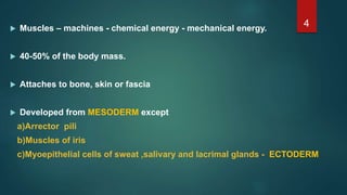  Muscles – machines - chemical energy - mechanical energy.
 40-50% of the body mass.
 Attaches to bone, skin or fascia
 Developed from MESODERM except
a)Arrector pili
b)Muscles of iris
c)Myoepithelial cells of sweat ,salivary and lacrimal glands - ECTODERM
4
 