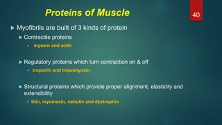 Proteins of Muscle
 Myofibrils are built of 3 kinds of protein
 Contractile proteins
 myosin and actin
 Regulatory proteins which turn contraction on & off
 troponin and tropomyosin
 Structural proteins which provide proper alignment, elasticity and
extensibility
 titin, myomesin, nebulin and dystrophin
40
 