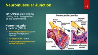 Neuromuscular Junction
SYNAPSE: axon terminal
resting in an invagination
of the sarcolemma
Neuromuscular
junction (NMJ):
 Presynaptic terminal: axon
terminal with synaptic
vesicles
 Synaptic cleft: space
 Postsynaptic membrane or
motor end-plate
41
 