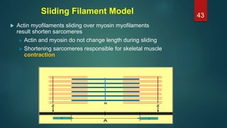 Sliding Filament Model
 Actin myofilaments sliding over myosin myofilaments
result shorten sarcomeres
 Actin and myosin do not change length during sliding
 Shortening sarcomeres responsible for skeletal muscle
contraction
43
 