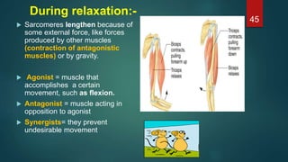 During relaxation:-
 Sarcomeres lengthen because of
some external force, like forces
produced by other muscles
(contraction of antagonistic
muscles) or by gravity.
 Agonist = muscle that
accomplishes a certain
movement, such as flexion.
 Antagonist = muscle acting in
opposition to agonist
 Synergists= they prevent
undesirable movement
45
 