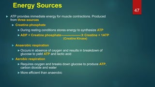 Energy Sources
 ATP provides immediate energy for muscle contractions. Produced
from three sources
 Creatine phosphate
 During resting conditions stores energy to synthesize ATP
 ADP + Creatine phosphate------------------ Creatine + 1ATP
 Anaerobic respiration
 Occurs in absence of oxygen and results in breakdown of
glucose to yield ATP and lactic acid
 Aerobic respiration
 Requires oxygen and breaks down glucose to produce ATP,
carbon dioxide and water
 More efficient than anaerobic
(Creatine Kinase)
47
 