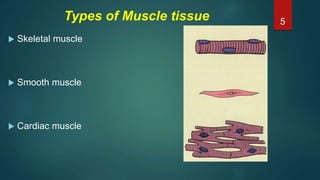 Types of Muscle tissue
 Skeletal muscle
 Smooth muscle
 Cardiac muscle
5
 