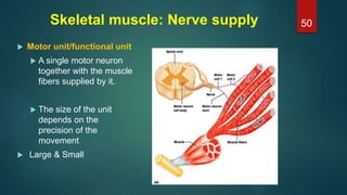 Skeletal muscle: Nerve supply
 Motor unit/functional unit
 A single motor neuron
together with the muscle
fibers supplied by it.
 The size of the unit
depends on the
precision of the
movement
 Large & Small
50
 