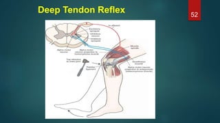 Deep Tendon Reflex 52
 