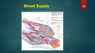 Blood Supply 53
 