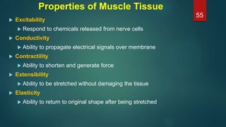 Properties of Muscle Tissue
 Excitability
 Respond to chemicals released from nerve cells
 Conductivity
 Ability to propagate electrical signals over membrane
 Contractility
 Ability to shorten and generate force
 Extensibility
 Ability to be stretched without damaging the tissue
 Elasticity
 Ability to return to original shape after being stretched
55
 