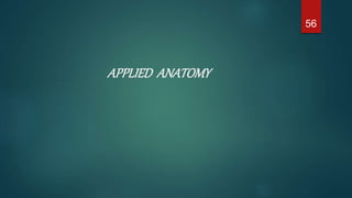 APPLIED ANATOMY
56
 
