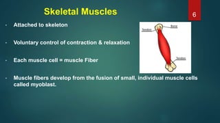 Skeletal Muscles
• Attached to skeleton
• Voluntary control of contraction & relaxation
• Each muscle cell = muscle Fiber
• Muscle fibers develop from the fusion of small, individual muscle cells
called myoblast.
6
 
