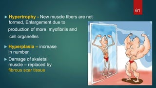  Hypertrophy - New muscle fibers are not
formed, Enlargement due to
production of more myofibrils and
cell organelles
 Hyperplasia – increase
in number
 Damage of skeletal
muscle – replaced by
fibrous scar tissue
61
 