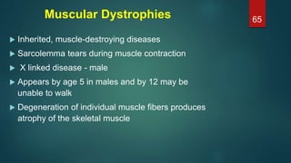 Muscular Dystrophies
 Inherited, muscle-destroying diseases
 Sarcolemma tears during muscle contraction
 X linked disease - male
 Appears by age 5 in males and by 12 may be
unable to walk
 Degeneration of individual muscle fibers produces
atrophy of the skeletal muscle
65
 