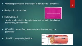  Microscopic structure shows light & dark bands – Striations
 Straight & Un-branched
 Multinucleated
Nuclei are located in the cytoplasm just beneath the plasma
membrane(sarcolemma)
 LENGTH :- varies from few mm (stapedius) to many cm
(sartorius)
 SHAPE :- long and cylindrical
7
 