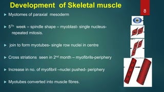 Development of Skeletal muscle
 Myotomes of paraxial mesoderm
 5Th week – spindle shape – myoblast- single nucleus-
repeated mitosis.
 join to form myotubes- single row nuclei in centre
 Cross striations seen in 2nd month – myofibrils-periphery
 Increase in no. of myofibril –nuclei pushed- periphery
 Myotubes converted into muscle fibres.
8
 